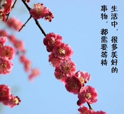 从下面几种事物中 任选一个事物用自己的语言来赞美它 要求必须引用古人的诗句